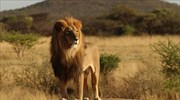 Οι σαβάνες συρρικνώνονται, πληθυσμοί λιονταριών απειλούνται