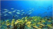 Ερευνητές «βλέπουν» συρρίκνωση των ψαριών λόγω κλιματικής αλλαγής