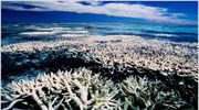 Λιγοστεύουν οι ελπίδες για διάσωση των κοραλλιών