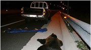 Νέο δυστύχημα με νεκρή αρκούδα στην Εγνατία