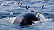 Αργεντινή: Σχεδιάζουν κυνήγι γλάρων για να σώσουν τις φάλαινες