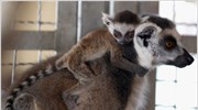 Οι λεμούριοι «το πλέον απειλούμενο είδος» στον κόσμο
