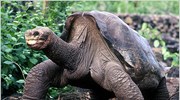Πέθανε η τελευταία χελώνα Πίντα των Γκαλαπάγκος