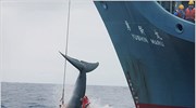 Ιαπωνία: Kόβεται η όρεξη για κρέας φάλαινας;