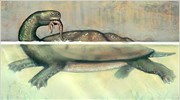 Προϊστορική χελώνα είχε μέγεθος μικρού αυτοκινήτου