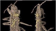 Βρέθηκαν στην Ισπανία τα αρχαιότερα έντομα - επικονιαστές