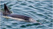 Βραζιλία: Συνεργάσιμα δελφίνια βοηθούν τους ψαράδες