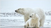 Οι  πολικές αρκούδες διανύουν τεράστιες αποστάσεις κολυμπώντας