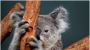 Αυστραλία: Aπειλούμενο είδος το κοάλα