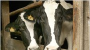 Κρούσμα της νόσου των τρελών αγελάδων στην Καλιφόρνια