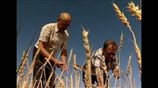 Ρωσία: Θύμα της ξηρασίας οι καλλιέργειες σιτηρών