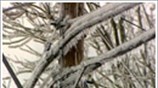 Reuters: Το χιόνι έφτασε στην Αθήνα