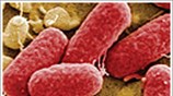 Νέο στέλεχος του βακτηρίου E.coli