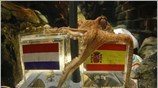 Η μανία για το χταπόδι-προφήτης στο ενυδρείο του Όμπερχάουζεν στη Γερμανία συνεχίζεται. ...