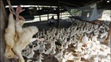 Στη θανάτωση πουλερικών προχωρούν οι υγειονομικές αρχές της Καμπότζης, κοντά στην πρωτεύουσά ...
