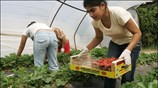 Μικραίνει η ψαλίδα ανάμεσα στα ποσοστά απασχόλησης ανδρών και γυναικών τόσο στην ...