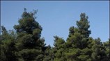 Στιγμιότυπο από χωμάτινη διαδρομή του 7ου Ιστορικού Ράλλυ Ακρόπολις στην περιοχή Αθίκια ...
