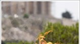 Special Olympics Αθήνα 2011: H τελετή Αφής της Φλόγας