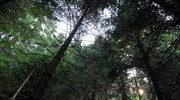 ΣτΕ: Αντισυνταγματικός ο παλιός ορισμός του δάσους
