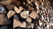 Σύλληψη για παράνομη υλοτομία στον Υμηττό