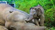 Δηλητηρίασαν δέκα απειλούμενους ελέφαντες του Βόρνεο
