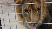 Λιοντάρι επιτέθηκε και σκότωσε υπάλληλο σε καταφύγιο άγριας ζωής