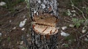 Αυστηρότερες διατάξεις για την λαθροϋλοτομία