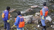 Πάνω από 13.000 νεκροί χοίροι σε ποταμό της Σαγκάης