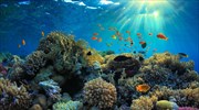 Η ατμοσφαιρική ρύπανση επηρεάζει την ανάπτυξη των κοραλλιών