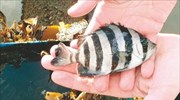 Ψάρια από την Ιαπωνία βρέθηκαν στις ακτές της Ουάσιγκτον
