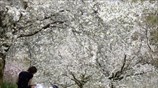 Ανάπαυση κάτω από ανθισμένες κερασιές 