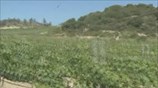 Το επίσημο κρασί του Κρεμλίνου φτιάχνεται στο Άγιον Όρος