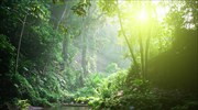 Ο ρόλος των τροπικών δασών στον υδροηλεκτρισμό