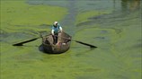 Ενας ψαράς βρίσκεται στη βάρκα του στη λίμνη Τσαοχου, στην επαρχία Χέφεϊ, η οποία είναι γεμάτη από πρασινογάλαζη άλγη