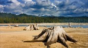 Έρευνα: Η απώλεια δέντρων σκοτώνει