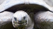 Γιγαντιαία χελώνα των Σεϋχελλών στον ζωολογικό κήπο του Ντούισμπουργκ