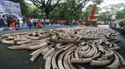 Πέντε τόνους ελεφαντόδοντου κατέστρεψαν οι Φιλιππίνες