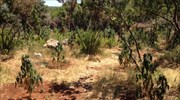 Δύο φυτείες δενδρυλλίων κάνναβης εντοπίστηκαν στη Λακωνία