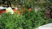 Φυτεία δενδρυλλίων κάνναβης στην Αρτέμιδα