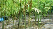 Φυτεία με 221 δενδρύλλια κάνναβης στον Αποκόρωνα Χανίων