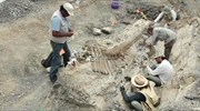Mεξικό: Bρέθηκε ουρά δεινοσαύρου 72 εκατομμυρίων χρόνων