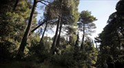 Απαγόρευση κυκλοφορίας στα δάση της Αττικής μέχρι το Σάββατο