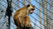Η Κόστα Ρίκα κλείνει τους ζωολογικούς της κήπους