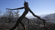 Πάνω από 5.000 στρέμματα δάσους κάηκαν στη Θάσο