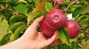 Η κλιματική αλλαγή... άλλαξε τη γεύση και την υφή ιαπωνικού μήλου