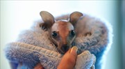 Νέο σπίτι για τον «E.T.»
