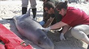 ΗΠΑ: Κοντά στον «ένοχο» για τους μαζικούς θανάτους δελφινιών