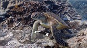 Μελετώντας κοραλλιογενείς υφάλους με τη βοήθεια του Google Street View... και του κοινού