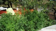 Φυτεία δενδρυλλίων κάνναβης εντοπίστηκε στην Κρήτη