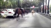 Μεξικό: Ξέφυγαν άλογα της αστυνομίας